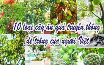 10 Loai Cay An Qua Truyen Thong Cua Nguoi Viet