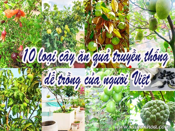 10 Loại Cây Ăn Quả Truyền Thống Dễ Trồng Của Người Việt