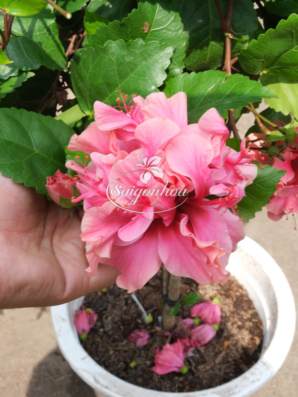 Cây-Bông-Bụp-Tree-Kép-Hồng-1