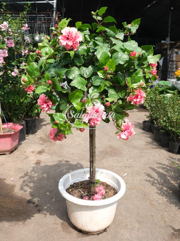 Cây-Bông-Bụp-Tree-Kép-Hồng