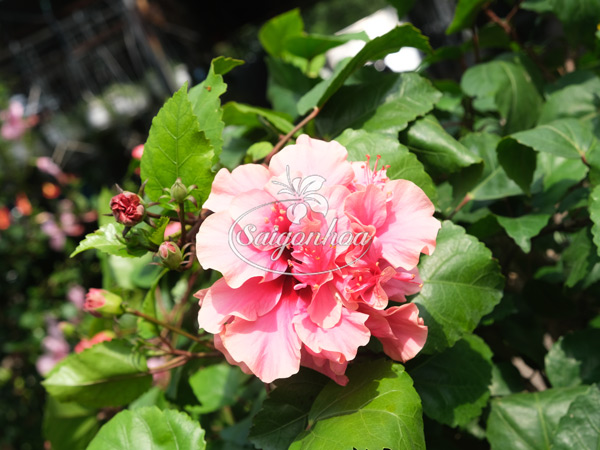 Cây-Bông-Bụp-Tree-Kép-Hồng-2