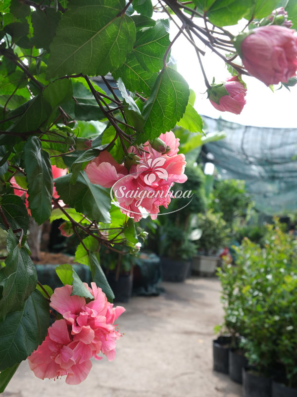 Cây-Bông-Bụp-Tree-Kép-Hồng-3