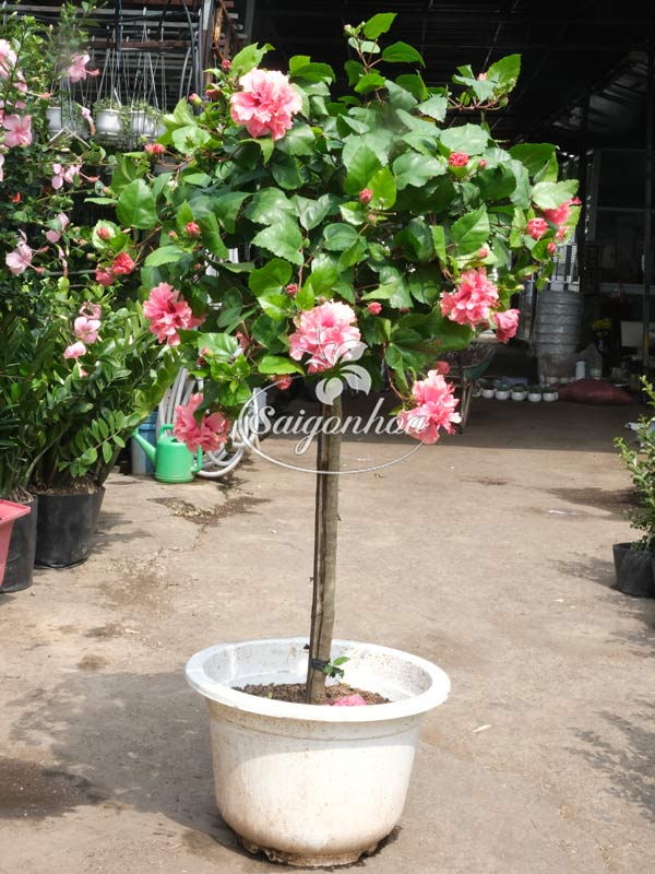 Cây-Bông-Bụp-Tree-Kép-Hồng-4