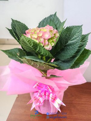 ban-cam-tu-cau-qua-tang