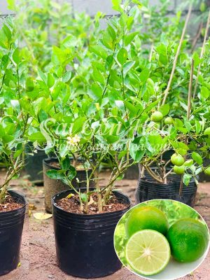 Cây Chanh