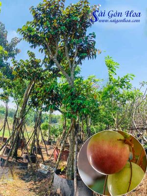 Cây Vú Sữa Trồng Sân Vườn