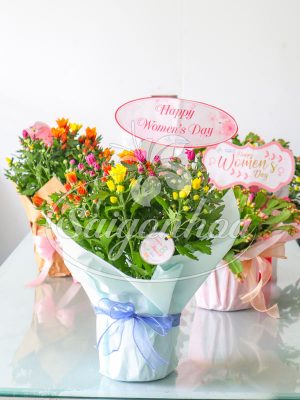 Hoa Cúc Ba Màu Quà Tặng