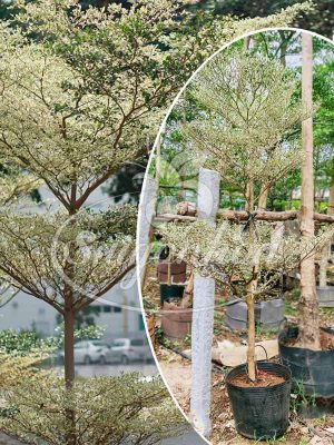 Cây Bàng Đài Loan Cẩm Thạch Sân Vườn