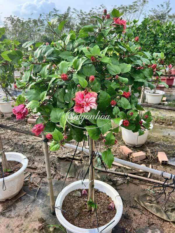 cây-bông-bụp-tree-kép-hồng