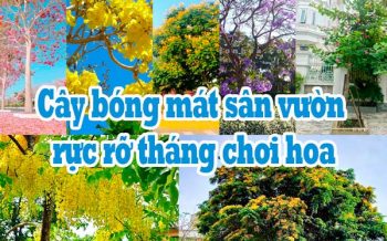 Cay Bong Mat Thang Tu