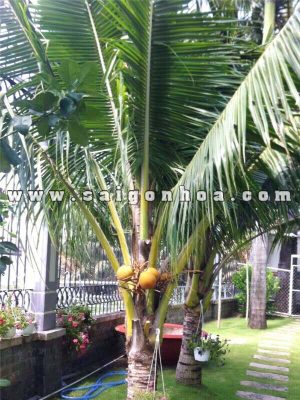 Trồng Cây Dừa Xiêm