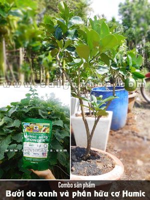 Combo Cây Bưởi Da Xanh Và Phân Hữu Cơ Humic
