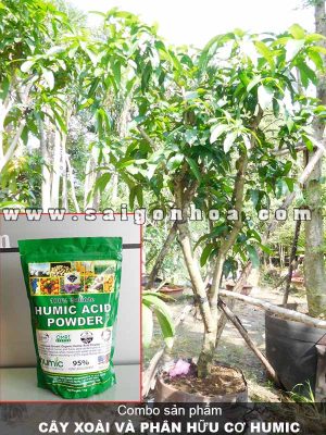 Combo Cây Xoài Và Phân Hữu Cơ Humic