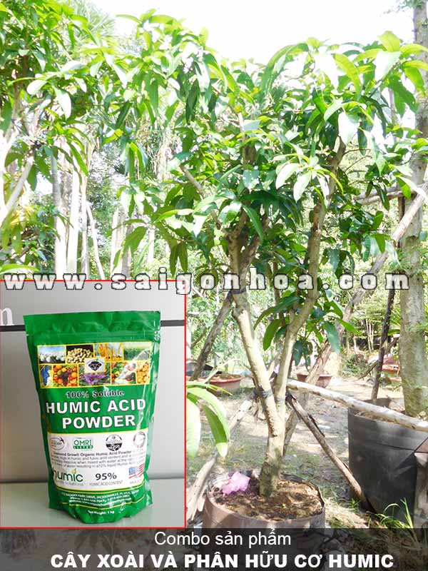 Combo Cây Xoài Và Phân Hữu Cơ Humic