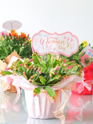 Hoa Tiểu Quỳnh Quà Tặng