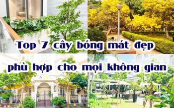 Top 7 Cay Bong Mat Phu Hop Cho Moi Khong Gian