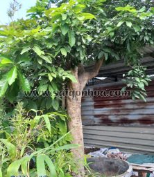 trong cay nhan san vuon