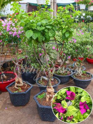 Cây Bông Giấy Tím Pháp