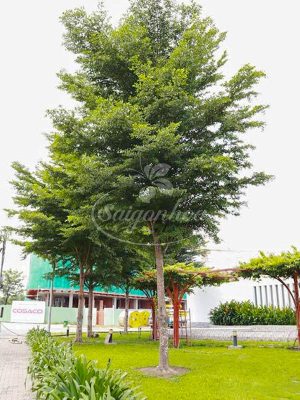 Cây Bàng Đài Loan