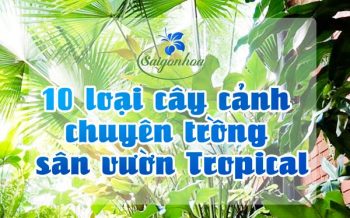 Cac Loai Cay San Vuon Tropical