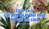 Cach Xu Ly Cay Phat Tai Thoi Nhun