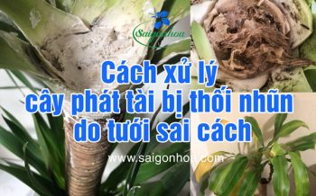 Cach Xu Ly Cay Phat Tai Thoi Nhun