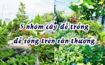Cay De Trong De Song Tren San Thuong