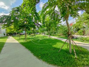 Top 5 cây bóng mát được săn đón nhiều năm 2024
