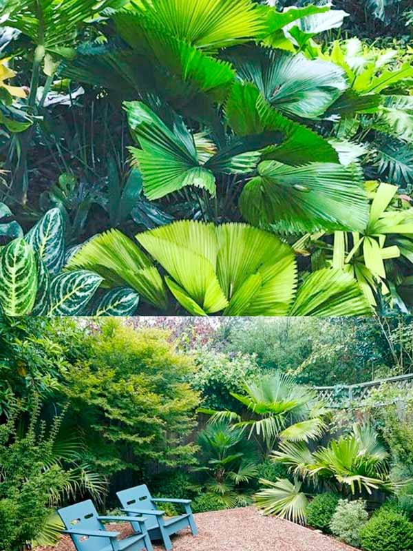 10 Loại Cây Cảnh Chuyên Trồng Sân Vườn Tropical