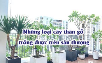 Cay Than Go Trong San Thuong