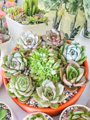 Tiểu Cảnh Sen Đá Hội Tụ