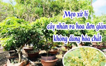 Meo Xu Ly Cay Nhan Ra Hoa