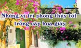 Nhung Vi Tri Tot Trong Cay Phong Thuy