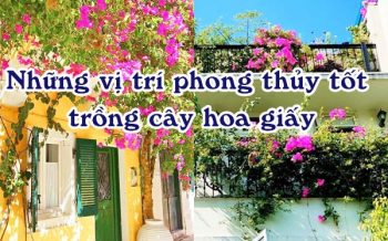 Nhung Vi Tri Tot Trong Cay Phong Thuy