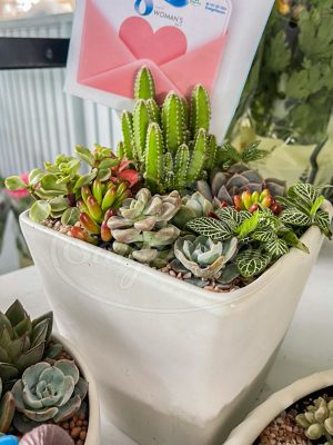 Tiểu Cảnh Sen Đá Tương Ngộ