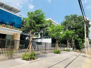 Top 5 cây bóng mát được săn đón nhiều năm 2024
