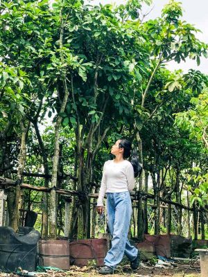 BIG SALE CÂY CÔNG TRÌNH BÙNG NỔ TẠI SÀI GÒN HOA