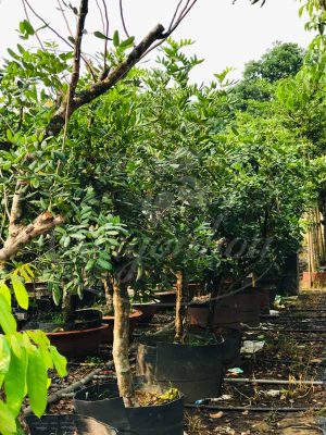 BIG SALE CÂY CÔNG TRÌNH BÙNG NỔ TẠI SÀI GÒN HOA