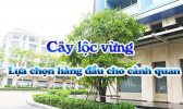 Cay Loc Vung Lua Chon Hang Dau Cho Canh Quan