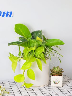 Chậu Trầu Bà Đế Vương Vàng Phối Kết Để Bàn