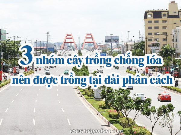 3 Nhom Cay Trong Chong Loa Tren Dai Phan Cach