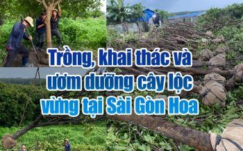 Sai Gon Hoa Khai Thac Cay