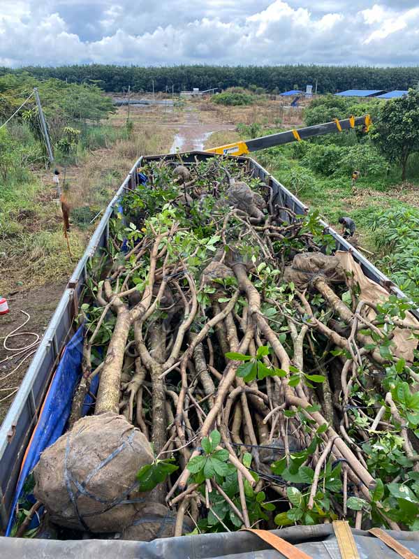 Trồng, khai thác và ươm dưỡng cây lộc vừng tại Sài Gòn Hoa