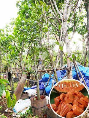 Cây Mít Ruột Đỏ