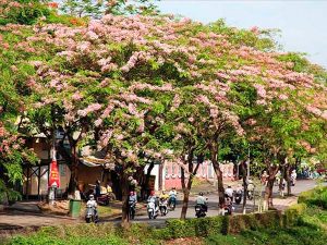 Phân Loại Cây Xanh Trong Thiết Kế Cảnh Quan