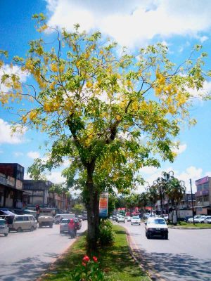 Phân Loại Cây Xanh Trong Thiết Kế Cảnh Quan