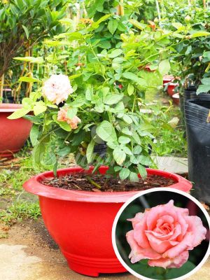 Hoa Hồng Corail Gelee