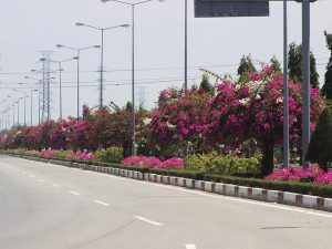 Hoa Giay Trong Dai Phan Cach