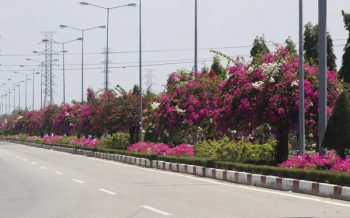 Hoa Giay Trong Dai Phan Cach