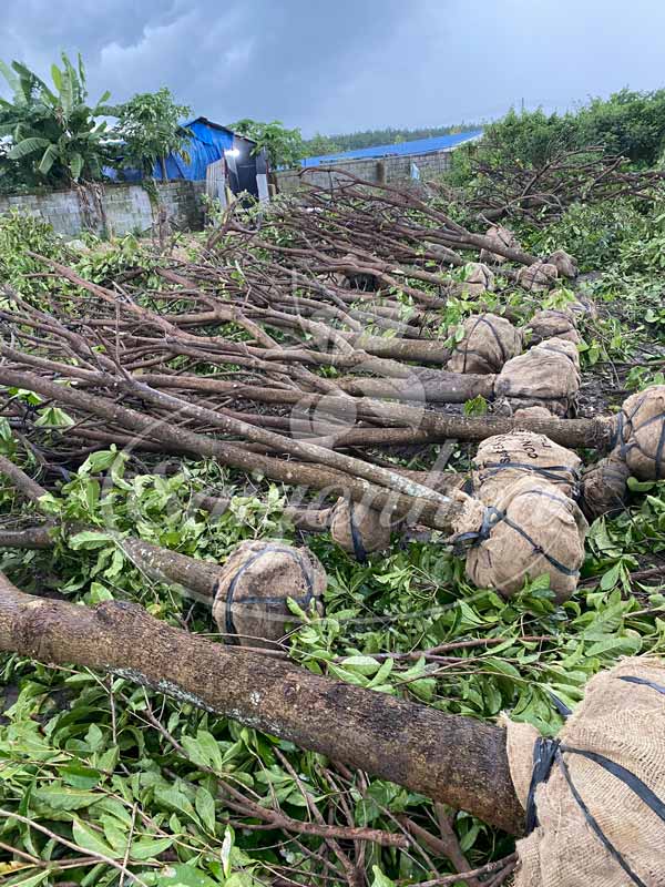Trồng, khai thác và ươm dưỡng cây lộc vừng tại Sài Gòn Hoa